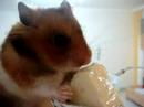 Syrian hamster eating cheese