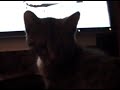 Kitten vs monitor