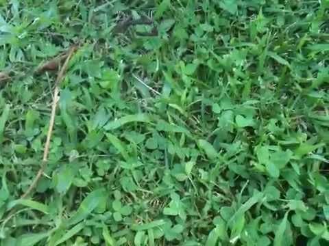 how to transplant hummingbird vine
