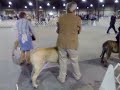 Mastiffs @ Baltimore -- Best of Breed
