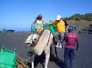 Camel Up!!