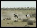 Saluki In Action! ????? ????? ????????