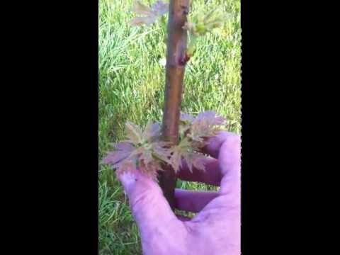 how to transplant a maple tree from the woods