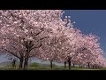八重桜が咲き誇る小布施町の桜堤2015・4K撮影 小布施