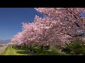 八重桜が咲き誇る小布施町の桜堤2015・4K撮影 小布施