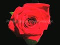 21-11-09 El PSOE con