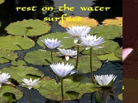 The Lotus vs The Water Lily
