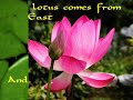 The Lotus vs The Water Lily The Lotus vs The Water Lily