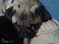 Shira (pug)
