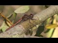 Lostford Dragon 16-10-09 1080i HD