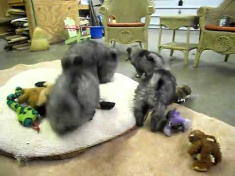 Keeshond Puppies Litter 11-12