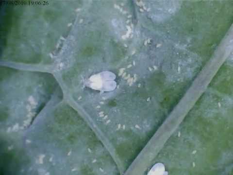 how to control whitefly