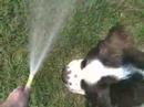 hose drinker