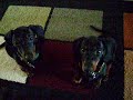 sadie-watches-cute-puppy-whistle.html