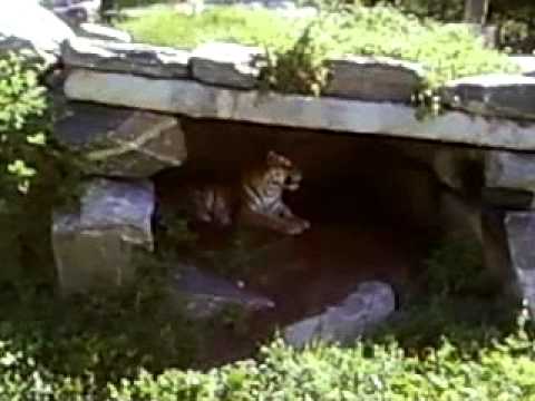 tiger yawn