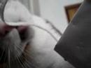 Another cat video
