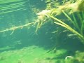 Snorkeling in the Springs