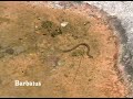 Culebra viperina ( Natrix maura ) Culebra viperina ( Natrix maura )