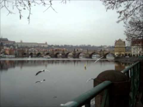 Seagulls in Praha - part 2
