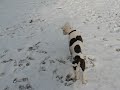 sweetie playing in snow sweetie playing in snow