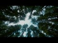 The Tree of Life