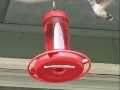 Rufous Hummingbird Rufous Hummingbird