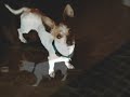 Abandoned Chihuahua Otto For Adoption
