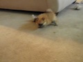 ACA - Pomeranian Puppies 1 1/2 lbs. 9 weeks old for sale