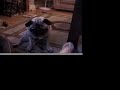 pug puppies are 16 days old