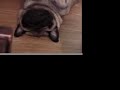 pug puppies are 16 days old