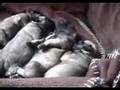 Pug Puppies are 16 days old