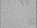 mycoplasma