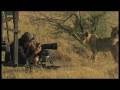 videos de Trying to get that award winning wildlife picture with some very curious cats
