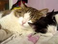 Gatos Vrs. Pitbull Gatos Vrs. Pitbull