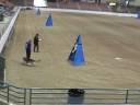 Schutzhund Nationals video for sale: Sample video