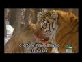 Big cats