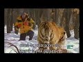 Big cats Big cats