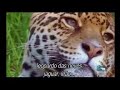 Big cats