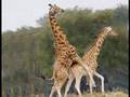 Guys Love Giraffe Love
