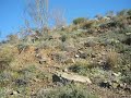 VIDEO 17.MOV mis podencos en el campo y la mascota de la casa