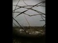 Goose Hunt