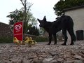 Goslings adopted by a dog. Goslings adopted by a dog.