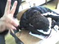 ranaso