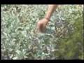 Dowsing with Your Sixth Sense with Pendulum by Tina Sacchi