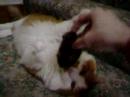 Cat and Mouse - 01