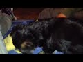 Yorkshire cachorro follando con winnie the pooh !!! :)