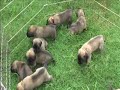 English Mastiff Puppies - 3 weeks old