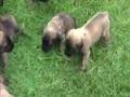 English Mastiff Puppies - 3 weeks old