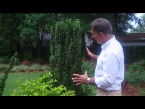 how to transplant sky pencil holly