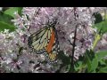 Click here to watch this video Day's Before NATO Summit - Chicago, 2012